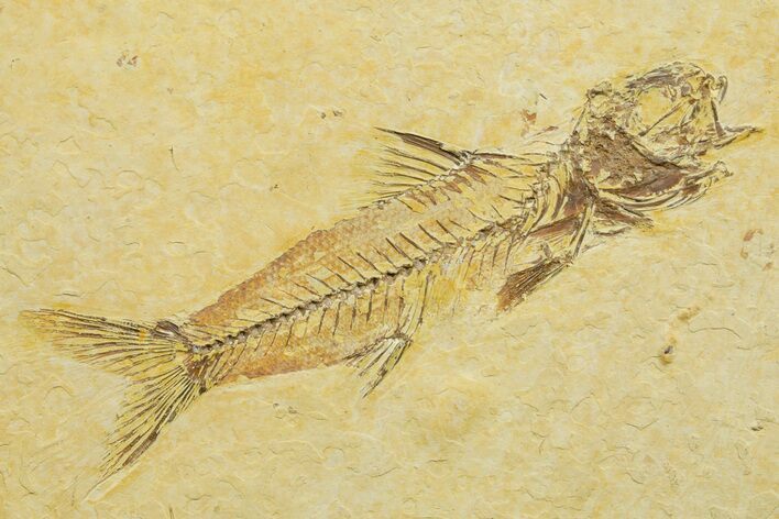 Fossil Fish (Amphiplaga) - Uncommon Species #363859